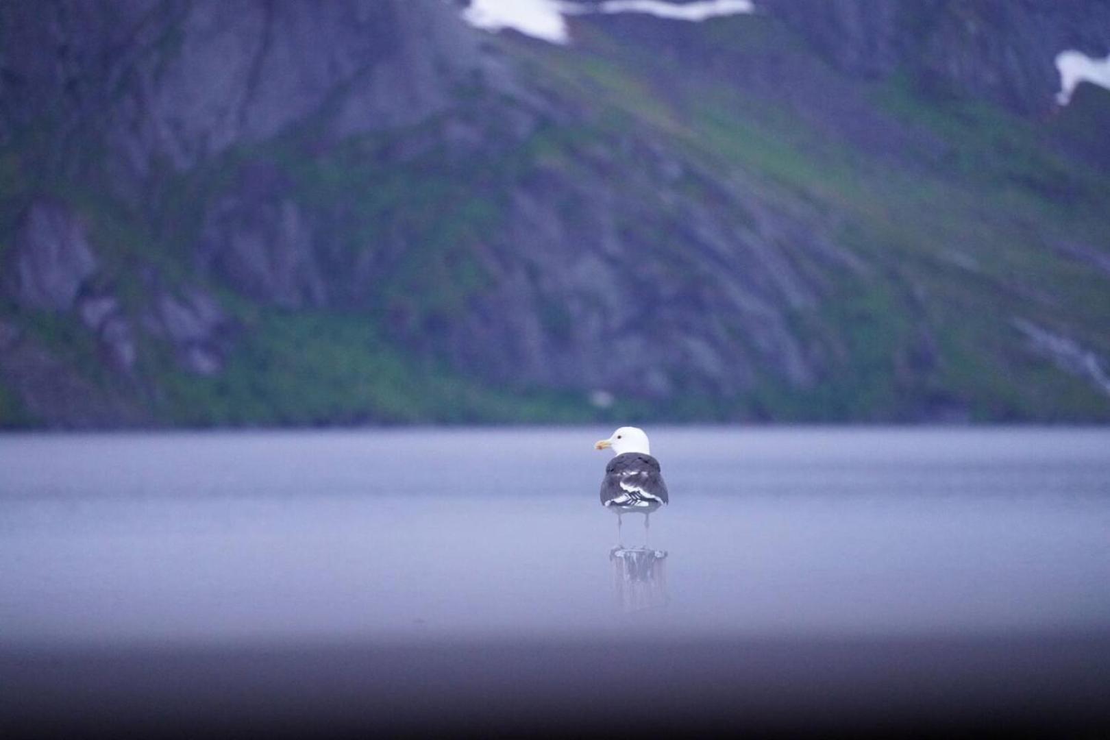Lofoten Panoramic Luxury Home With Sauna Moskenes Kültér fotó
